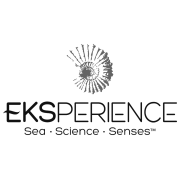 Eksperience
